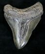 Bargain Megalodon Tooth - South Carolina #21240-1